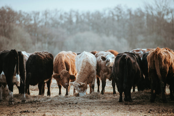 What is Beef Tallow and Why is it Good for Your Skin?